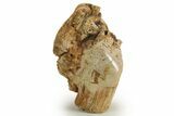 Triassic-Age Petrified Wood Log - Madagascar #378894-2